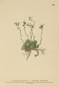 Sassifraga delle Dolomiti (Saxifraga squarrosa) da German School